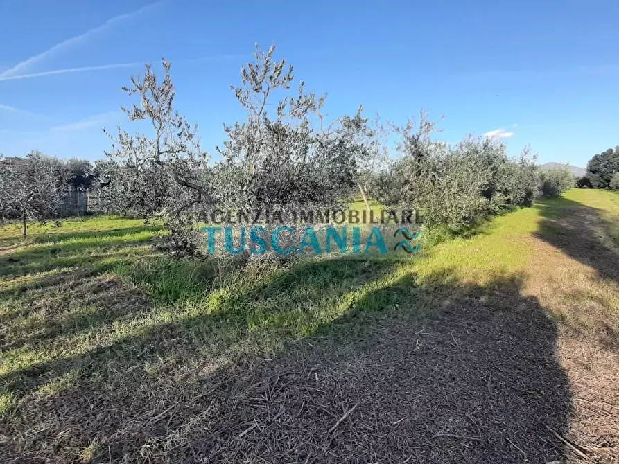 Immagine 5 di Terreno agricolo in vendita  a Rosignano Marittimo