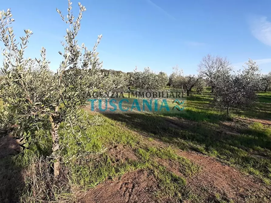 Immagine 6 di Terreno agricolo in vendita  a Rosignano Marittimo