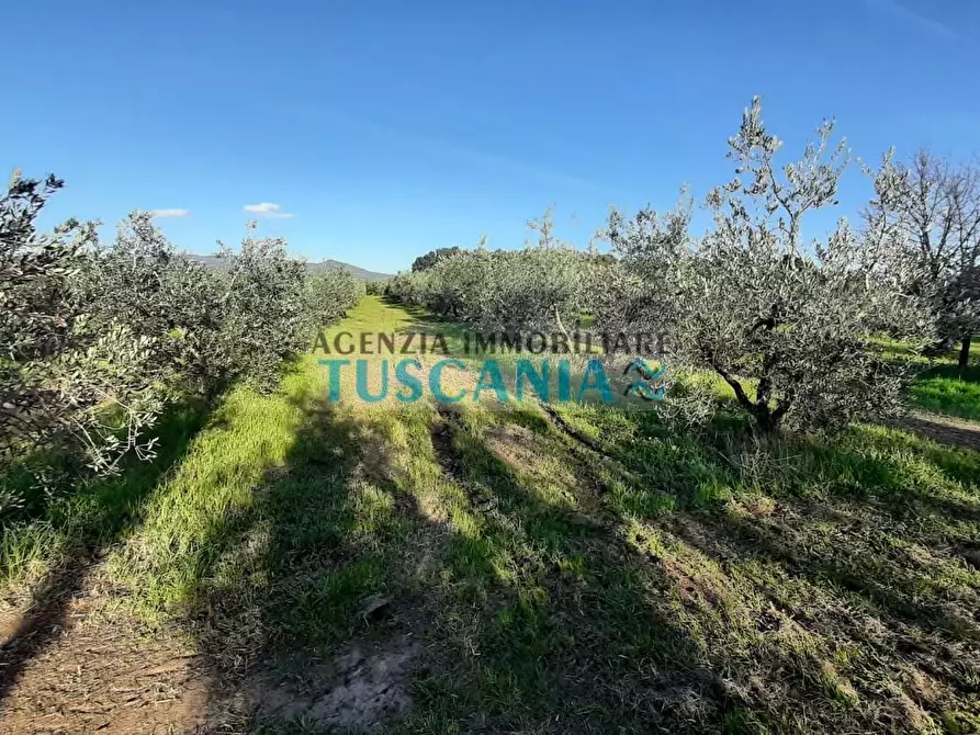 Immagine 3 di Terreno agricolo in vendita  a Rosignano Marittimo