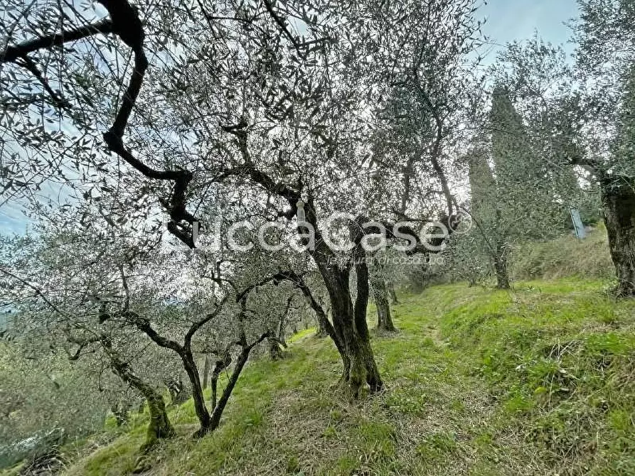 Immagine 3 di Rustico / casale in vendita  a Lucca