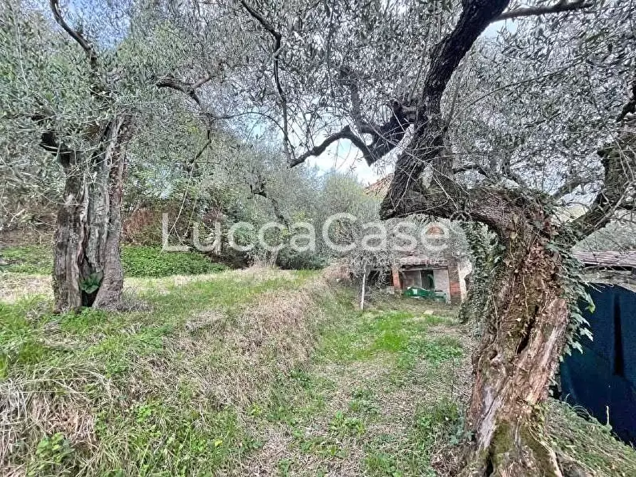 Immagine 3 di Rustico / casale in vendita  a Lucca