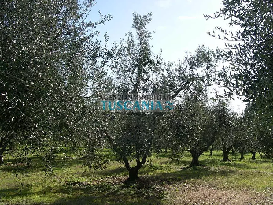 Immagine 13 di Terreno agricolo in vendita  a Casale Marittimo