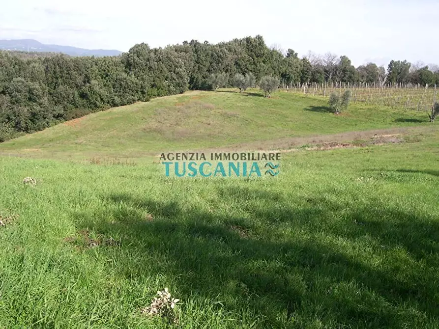 Immagine 18 di Terreno agricolo in vendita  a Casale Marittimo