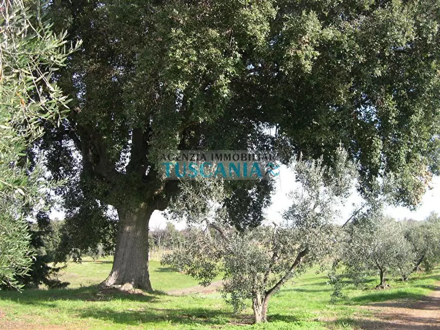 Immagine 11 di Villa in vendita  a Casale Marittimo