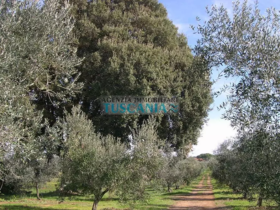 Immagine 10 di Villa in vendita  a Casale Marittimo