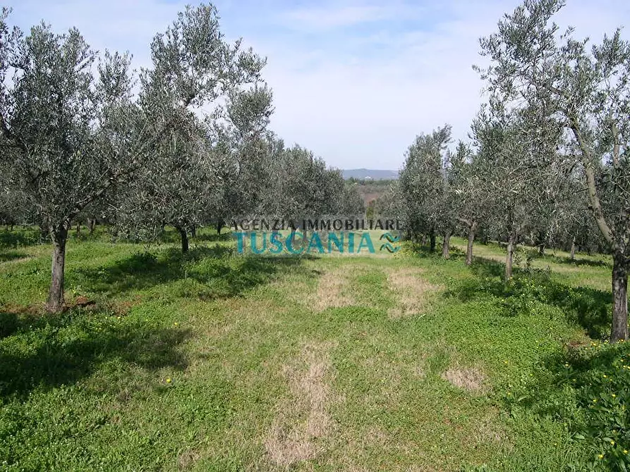 Immagine 8 di Villa in vendita  a Casale Marittimo
