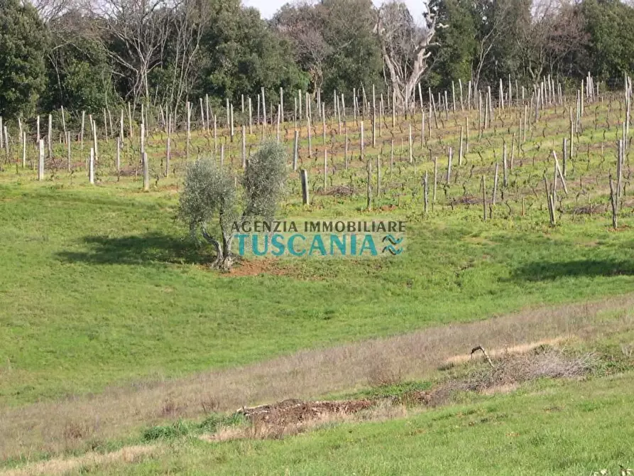 Immagine 13 di Villa in vendita  a Casale Marittimo