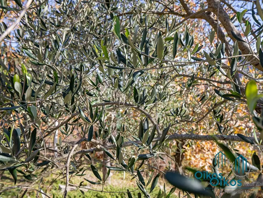 Immagine 23 di Villa in vendita  a Monterosso Al Mare