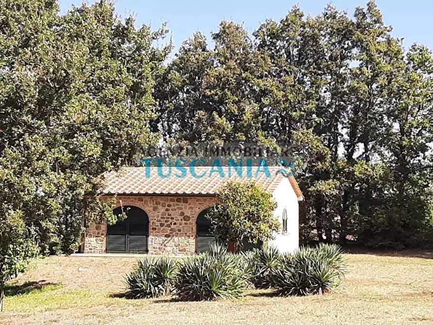 Immagine 25 di Casa colonica in vendita  a Monteverdi Marittimo