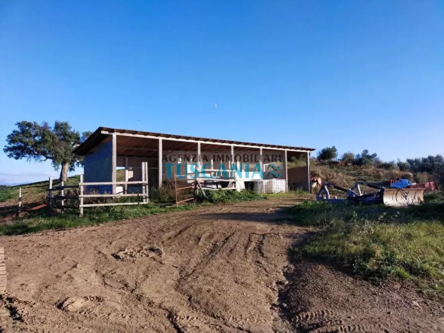 Immagine 3 di Terreno agricolo in vendita  a Campagnatico
