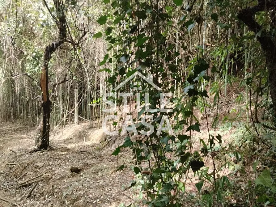 Immagine 49 di Casa colonica in vendita  a Capannori