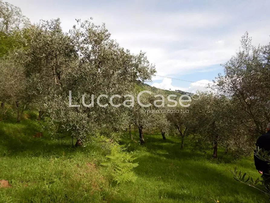 Immagine 5 di Terreno agricolo in vendita  a Capannori