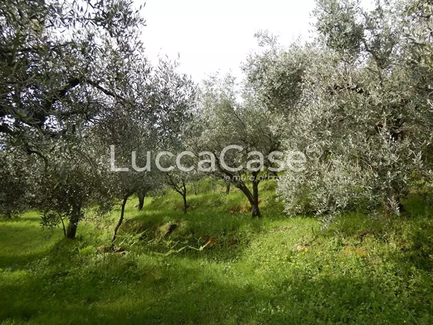 Immagine 6 di Terreno agricolo in vendita  a Capannori