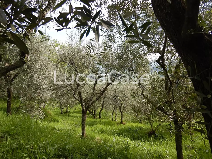 Immagine 8 di Terreno agricolo in vendita  a Capannori