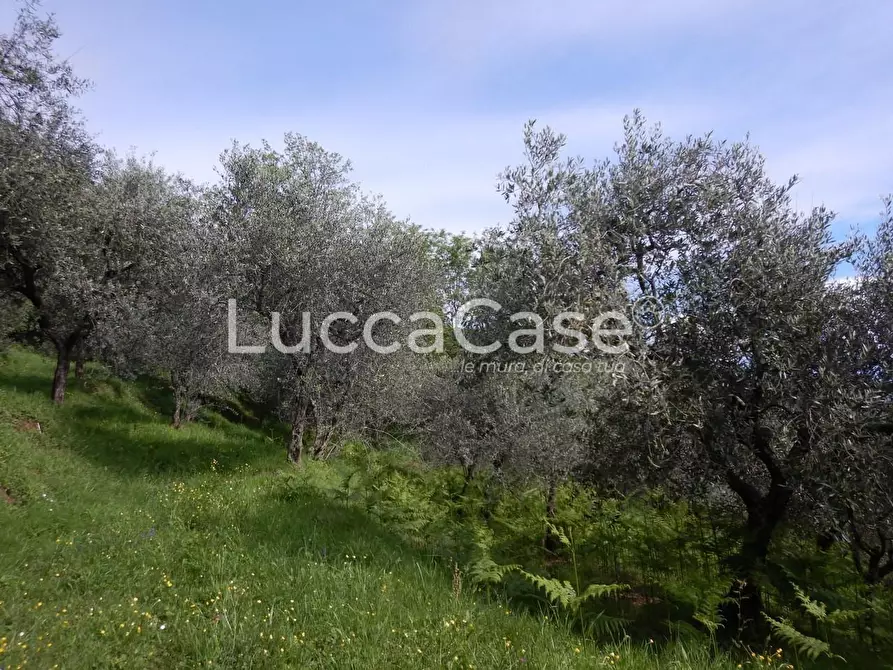 Immagine 7 di Terreno agricolo in vendita  a Capannori