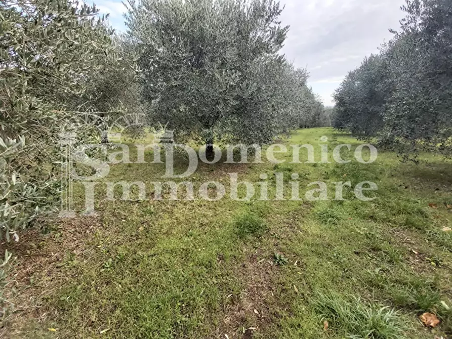 Immagine 1 di Terreno agricolo in vendita  a Collesalvetti