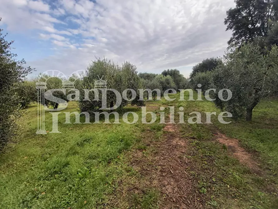 Immagine 2 di Terreno agricolo in vendita  a Collesalvetti