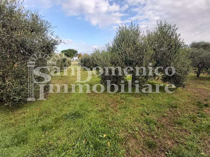 Immagine 3 di Terreno agricolo in vendita  a Collesalvetti