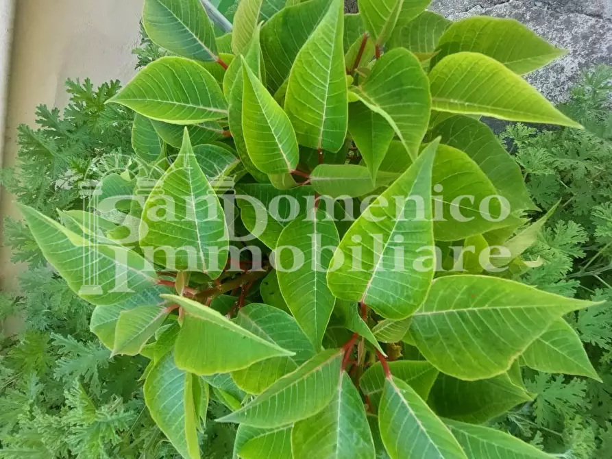 Immagine 31 di Terratetto in vendita  a Cascina