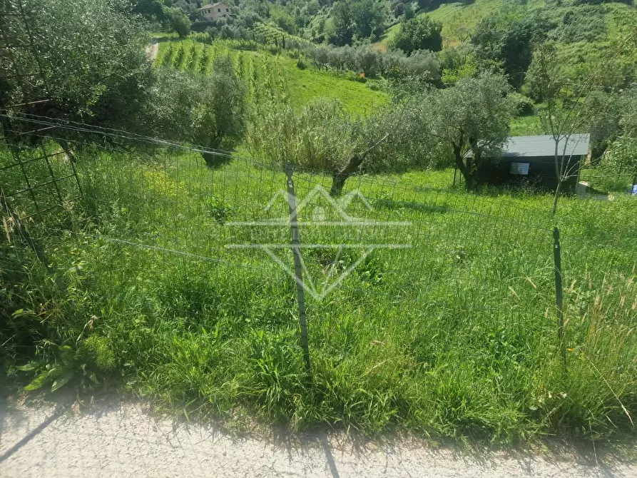 Immagine 2 di Terreno agricolo in vendita  a Carrara