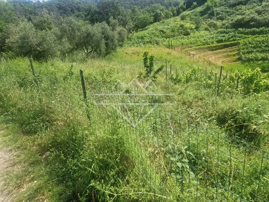 Immagine 1 di Terreno agricolo in vendita  a Carrara