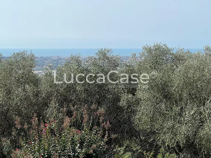 Immagine 6 di Terratetto in vendita  a Massarosa