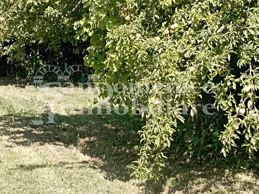 Immagine 5 di Terreno agricolo in vendita  a Pisa