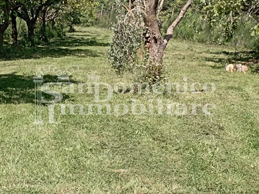 Immagine 6 di Terreno agricolo in vendita  a Pisa