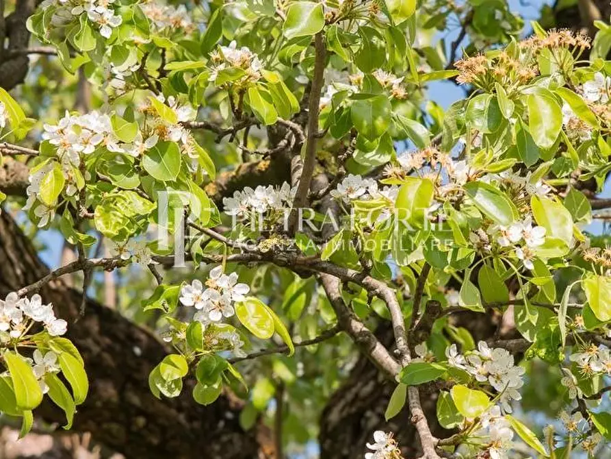 Immagine 78 di Casa colonica in vendita  a Pietrasanta