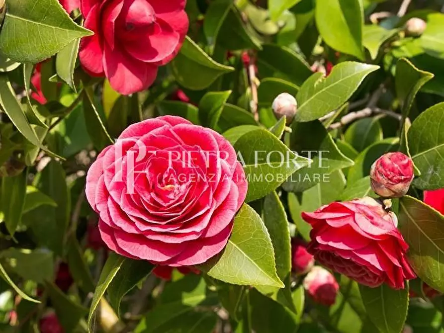 Immagine 108 di Casa colonica in vendita  a Pietrasanta