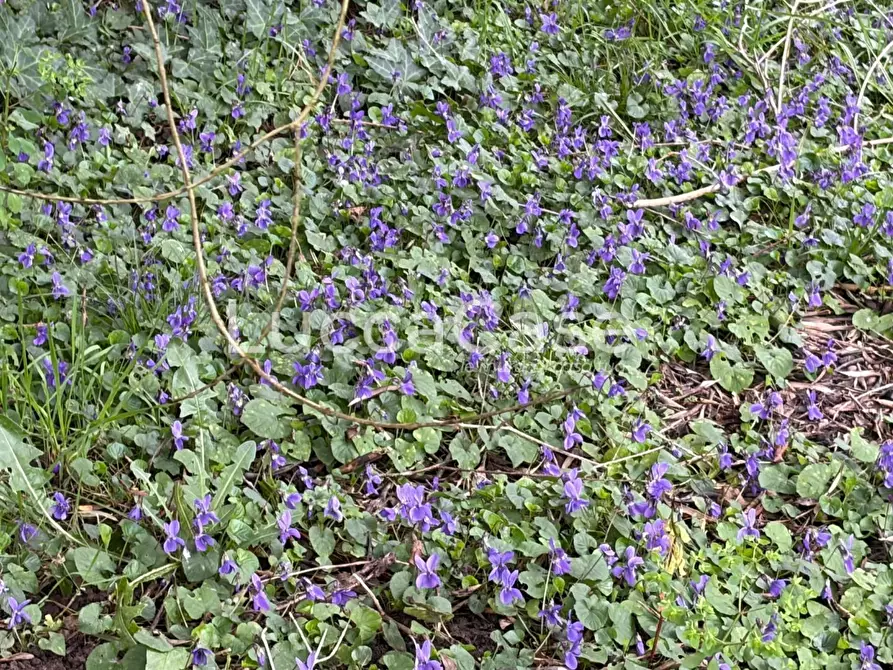 Immagine 55 di Villa in vendita  a Capannori