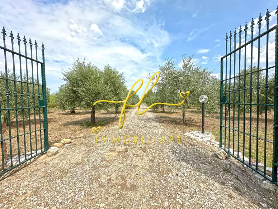 Immagine 4 di Terreno agricolo in vendita  a Bibbona