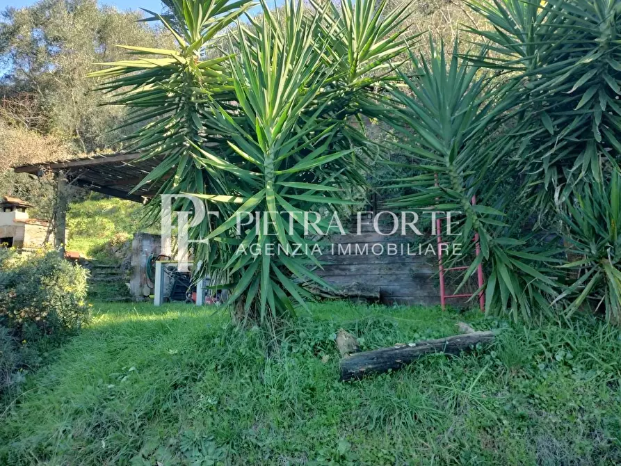 Immagine 6 di Terreno agricolo in vendita  a Pietrasanta