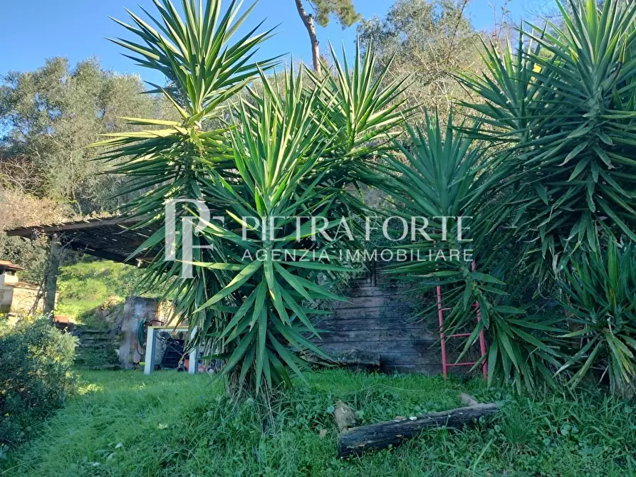 Immagine 7 di Terreno agricolo in vendita  a Pietrasanta