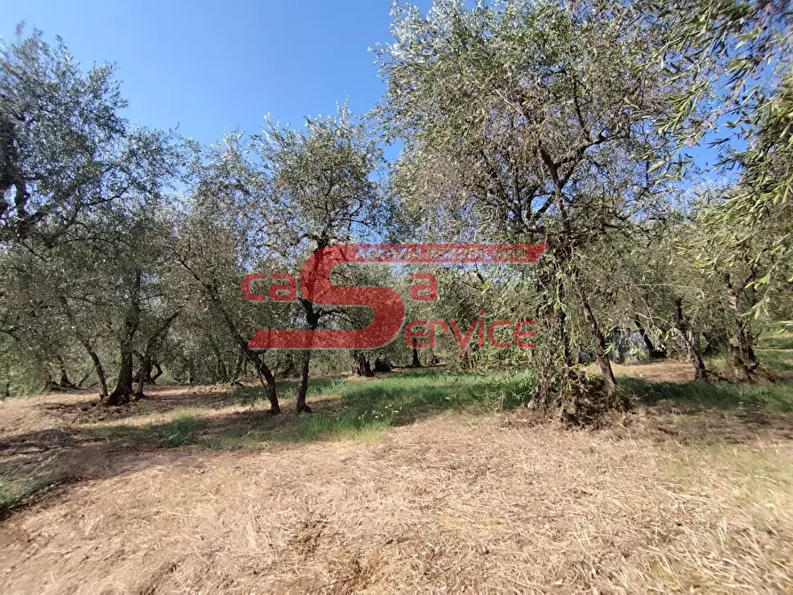 Immagine 3 di Terreno agricolo in vendita  a Uzzano