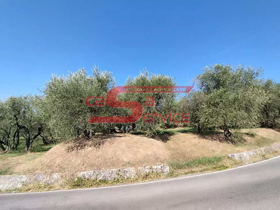Immagine 6 di Terreno agricolo in vendita  a Uzzano