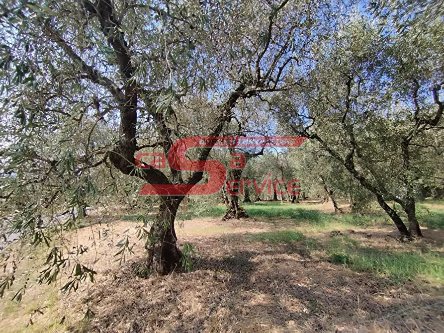 Immagine 7 di Terreno agricolo in vendita  a Uzzano