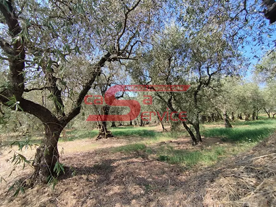 Immagine 1 di Terreno agricolo in vendita  a Uzzano