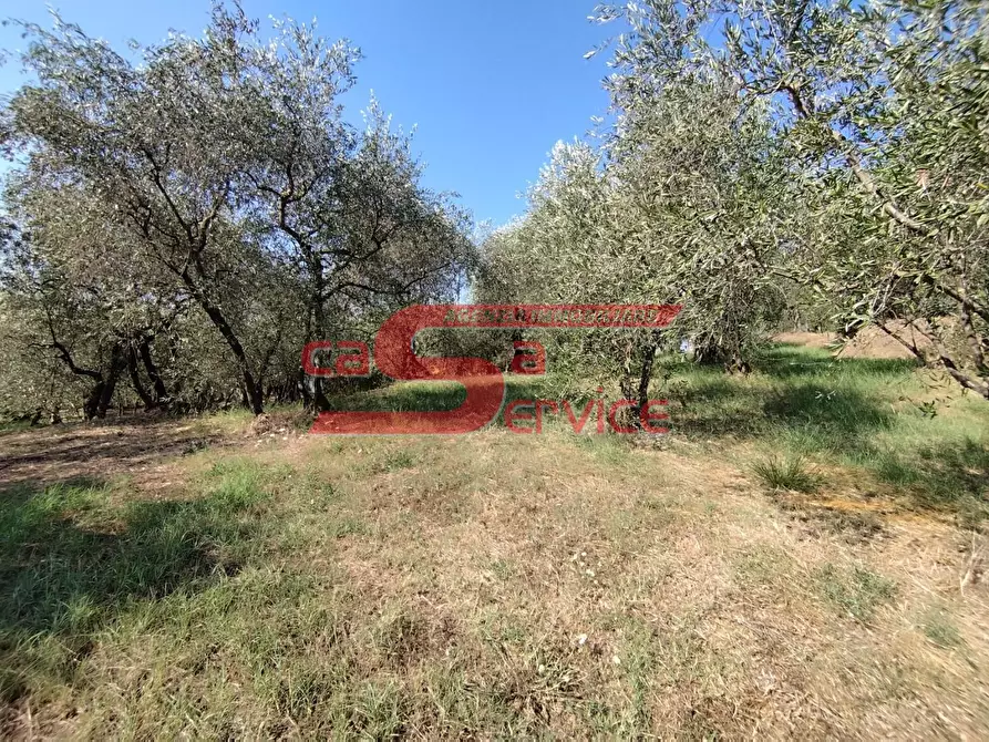 Immagine 5 di Terreno agricolo in vendita  a Uzzano