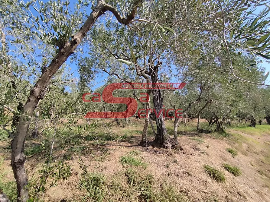 Immagine 2 di Terreno agricolo in vendita  a Uzzano