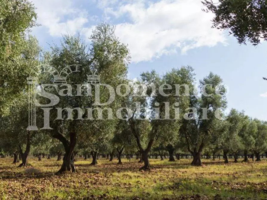 Immagine 3 di Terreno agricolo in vendita  a Calci