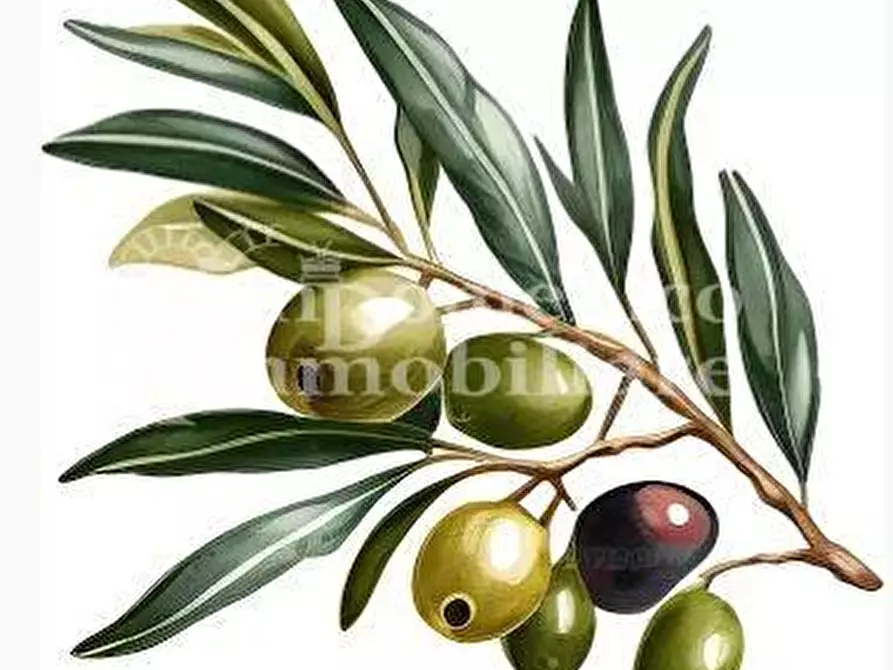 Immagine 2 di Terreno agricolo in vendita  a Calci