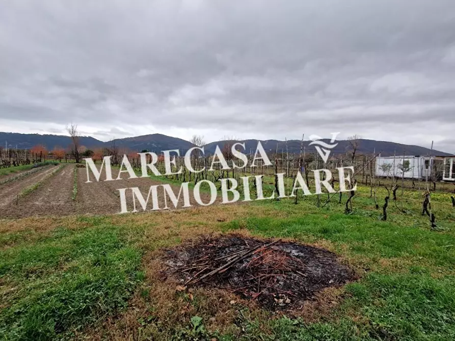 Immagine 4 di Terreno agricolo in vendita  a Sarzana