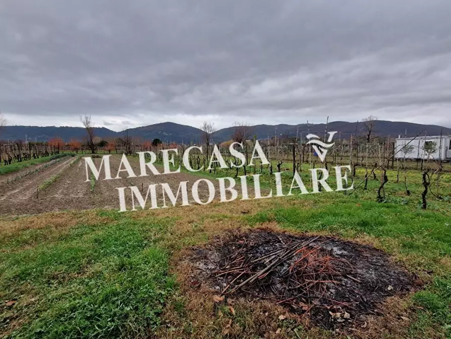 Immagine 5 di Terreno agricolo in vendita  a Sarzana