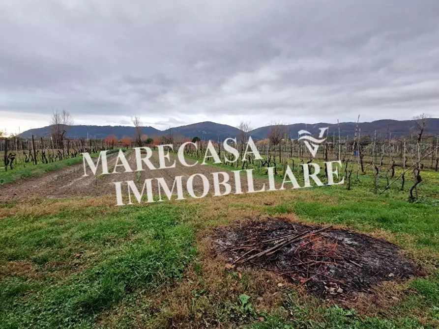 Immagine 2 di Terreno agricolo in vendita  a Sarzana