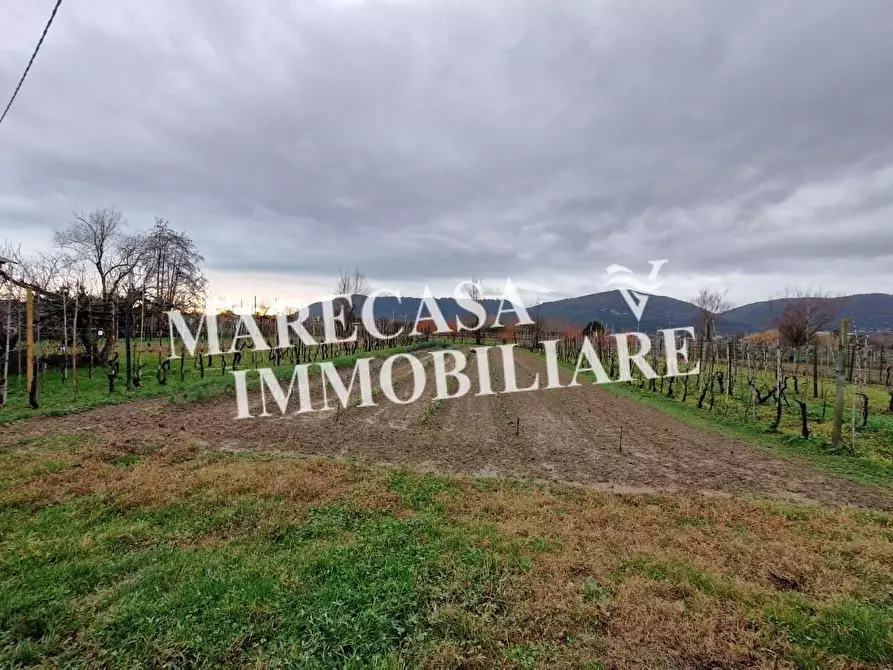 Immagine 3 di Terreno agricolo in vendita  a Sarzana