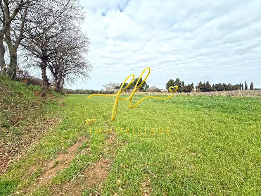 Immagine 5 di Terreno agricolo in vendita  a Cecina