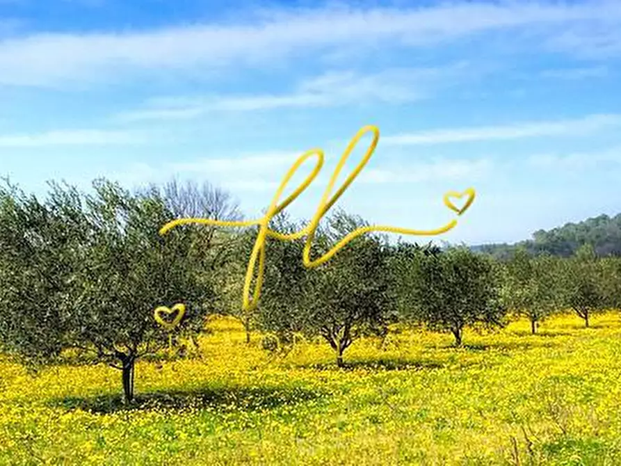 Immagine 3 di Terreno agricolo in vendita  a Cecina