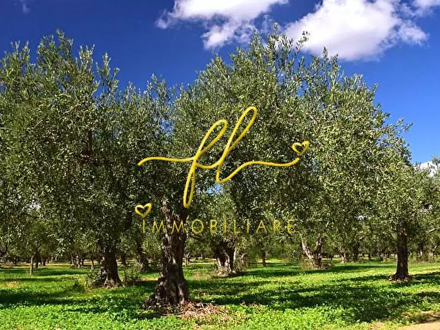 terreno agricolo in vendita a Cecina