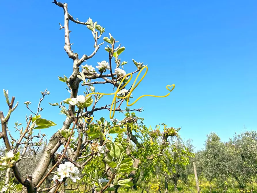 Immagine 11 di Terreno agricolo in vendita  a Cecina